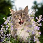 Pour nos animaux - Cataire "Menthe des Chats" (Nepeta cataria) - Grand Modèle - MEDIA_EN_SITUATION_1